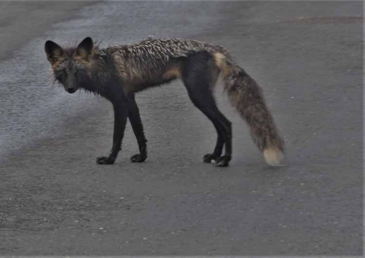 red fox